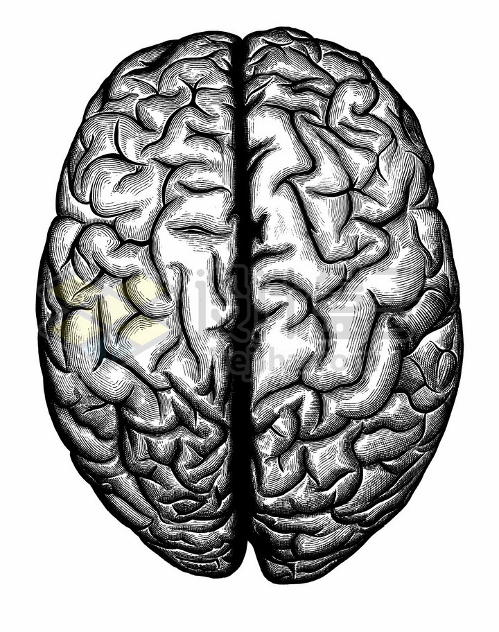大脑素描图图片