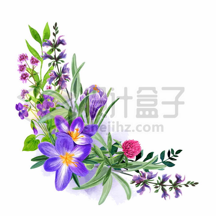 桔梗紫色野花鲜花花朵装饰彩绘插画png图片免抠矢量素材 生物自然-第1张