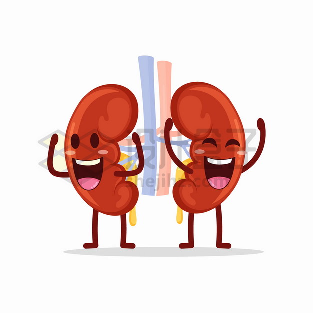 可爱的卡通肾脏人体器官组织png图片素材 健康医疗-第1张