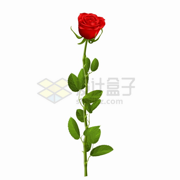 盛开的红色玫瑰花和花枝叶子png图片素材 生物自然-第1张