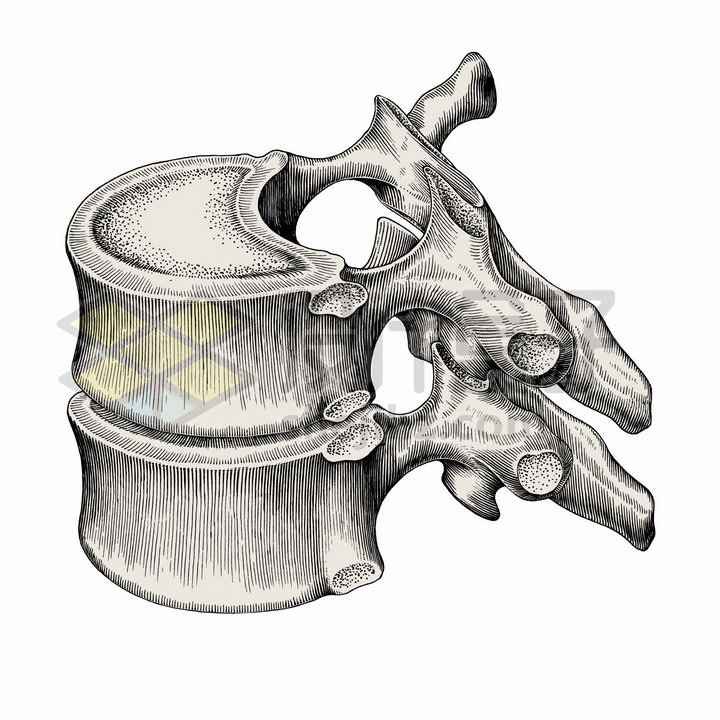 胸椎骨侧视图人体骨骼解剖图手绘素描插画png图片免抠矢量素材 设计盒子