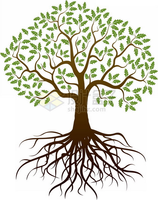 带树根的大树长满了绿色树叶png免抠图片素材 生物自然-第1张