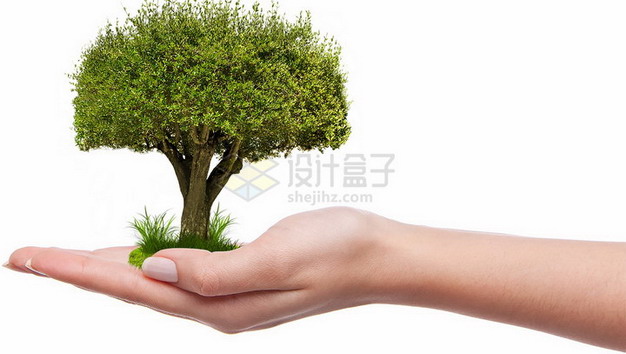 手掌上长出一棵绿树大树png免抠图片素材 生物自然-第1张