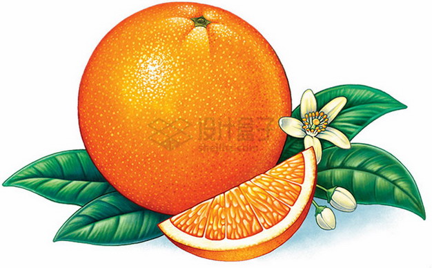 切开的红心柚子带叶子彩绘插画png图片素材 生活素材-第1张