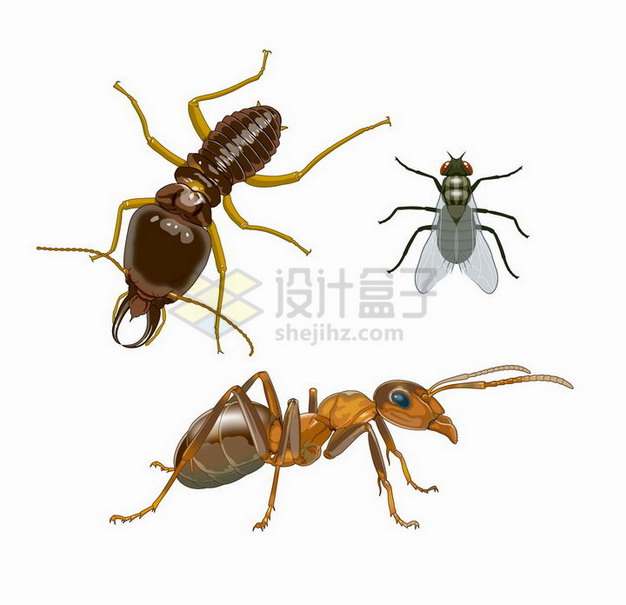 白蚁苍蝇和蚂蚁小昆虫png图片免抠矢量素材