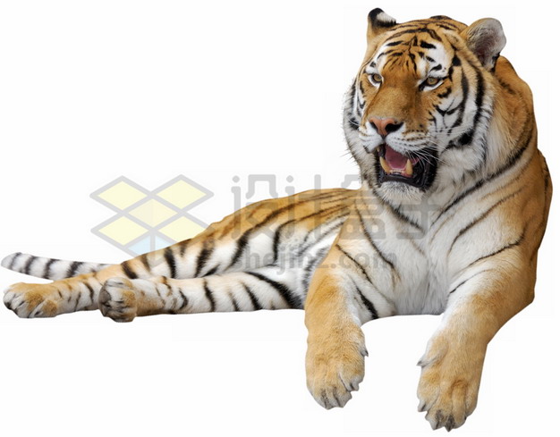 趴地上哈气的老虎孟加拉虎png图片素材 生物自然-第1张