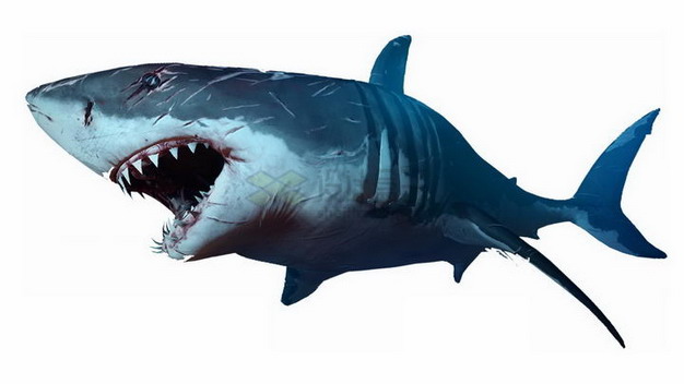 伤痕累累的鲨鱼大白鲨png图片素材 生物自然-第1张