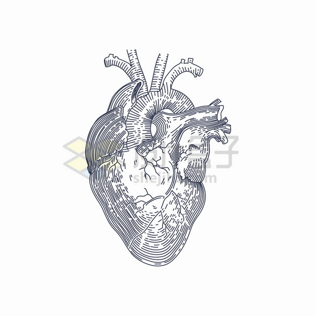 线条手绘风格人体心脏器官解剖图png图片素材 健康医疗-第1张