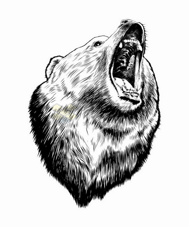 手绘风格愤怒咆哮的棕熊png图片免抠矢量素材 生物自然-第1张