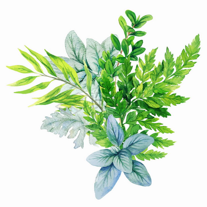 新鲜的蕨类植物绿叶水彩插画png图片素材 设计盒子
