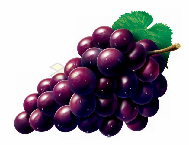 彩绘风格紫红色葡萄夏黑葡萄png图片素材 生活素材-第1张