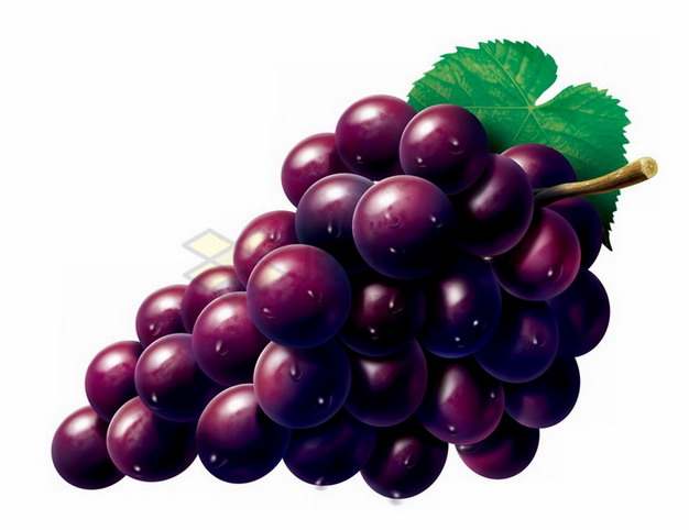 彩绘风格紫红色葡萄夏黑葡萄png图片素材