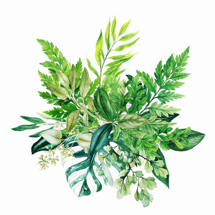 蕨类植物龟背竹等绿叶装饰水彩插画png图片素材 设计盒子