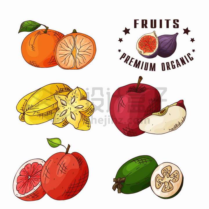 新鲜切开的橘子杨桃苹果橙子牛油果等美味水果彩绘插画png图片免抠矢量素材