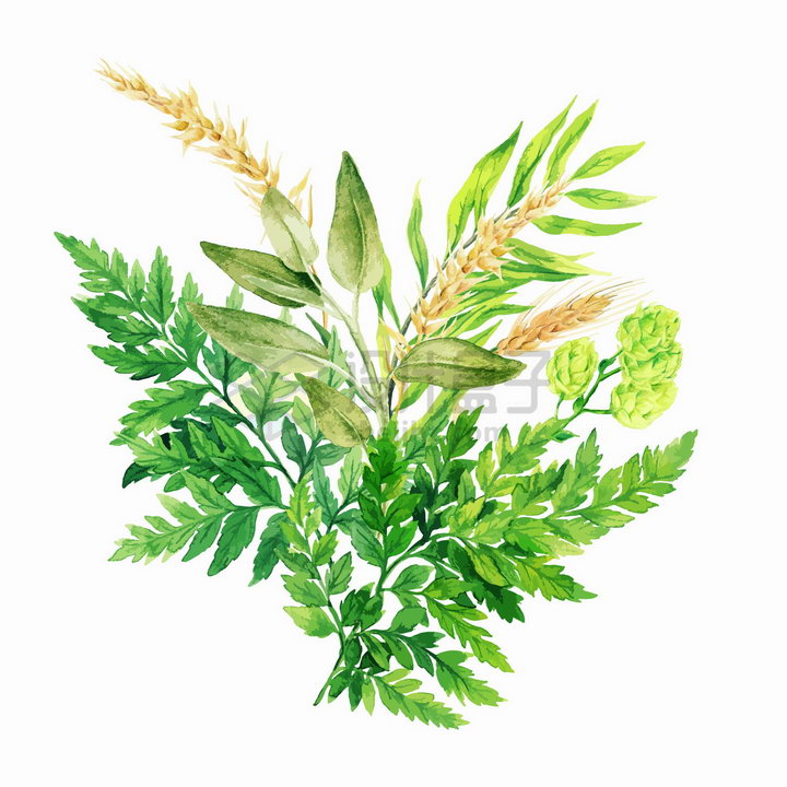 蕨类植物和草本植物的叶子水彩插画png图片素材 设计盒子
