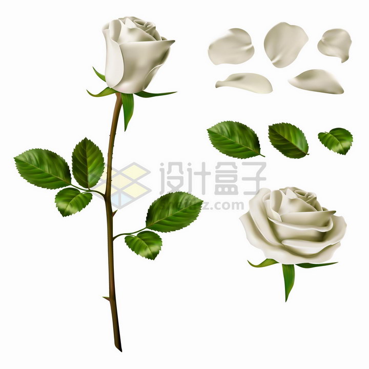 白玫瑰的花朵枝条花瓣和叶子png图片免抠矢量素材 生物自然-第1张