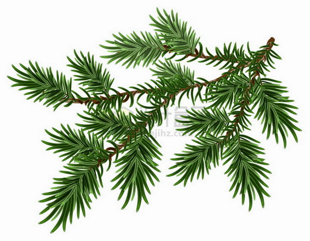 翠绿色的松枝松针松叶松树叶子png图片素材 生物自然-第1张
