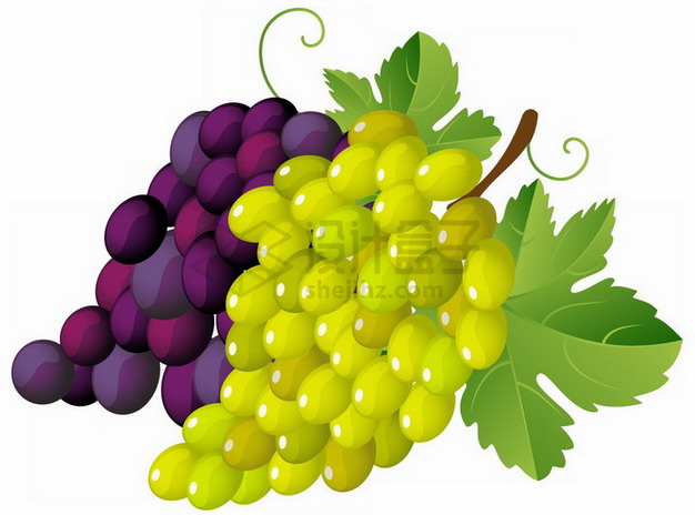 彩绘紫葡萄和青葡萄png图片素材 生活素材-第1张