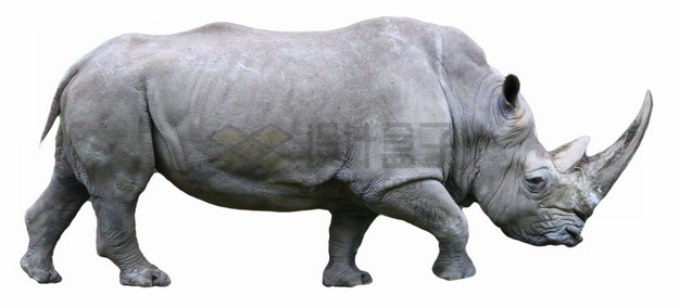 走路的黑犀牛png图片素材 生物自然-第1张