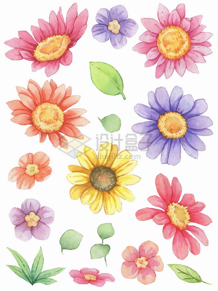 向日葵荷兰菊花朵鲜花水彩插画png图片素材 生物自然-第1张