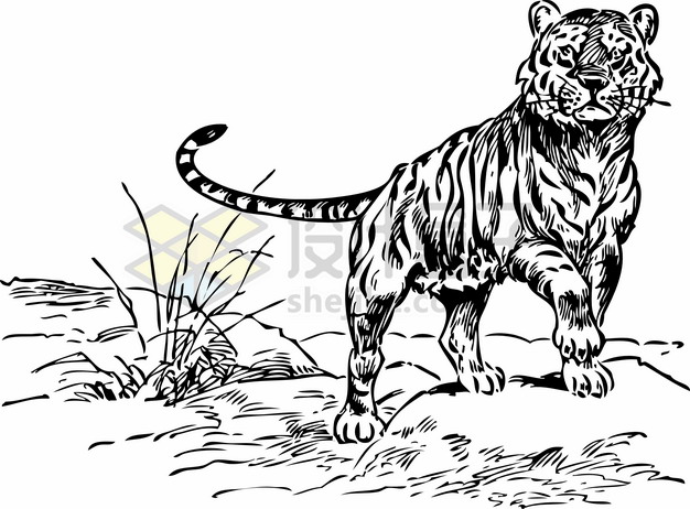 草地上张望的老虎里海虎手绘素描插画png图片素材 设计盒子