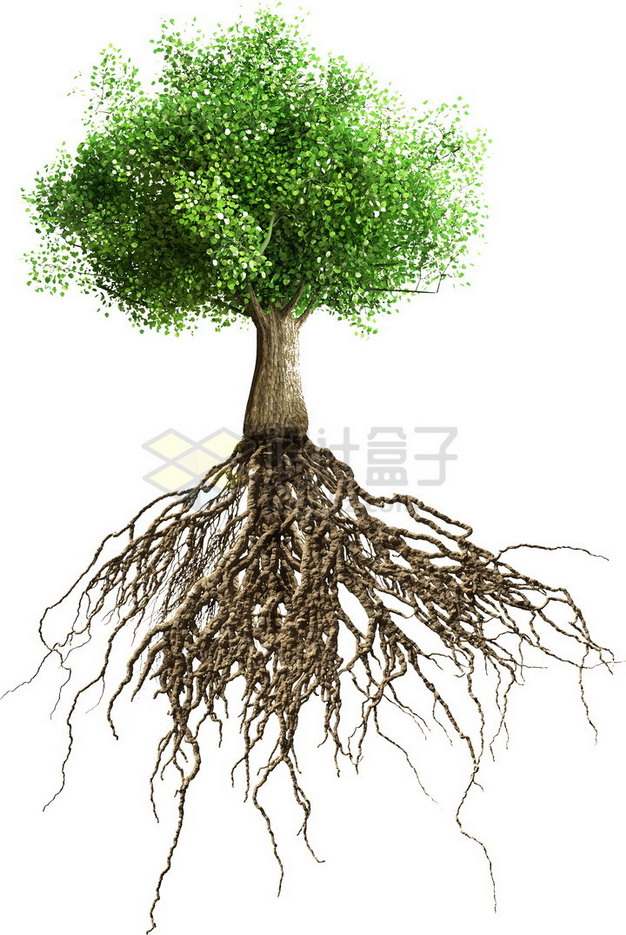 发达的树根和大树png免抠图片素材