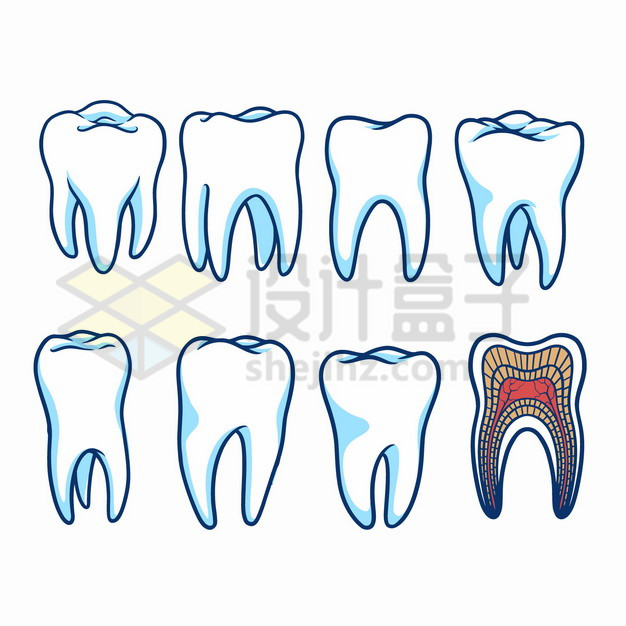 黑色线条蓝白色牙齿和内部结构图png图片素材 健康医疗-第1张