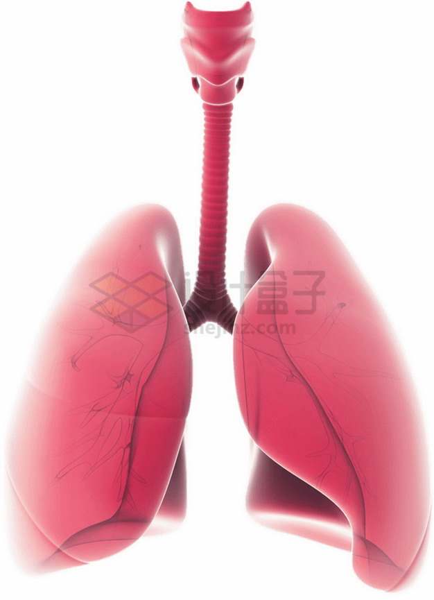 粉红色的人体肺部器官组织png图片素材