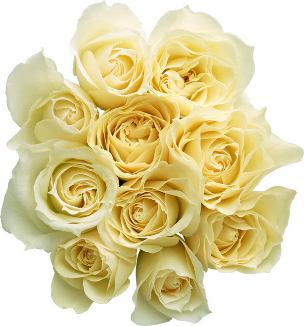 一束黄玫瑰花鲜花淡黄色花朵89320png图片素材 生物自然-第1张