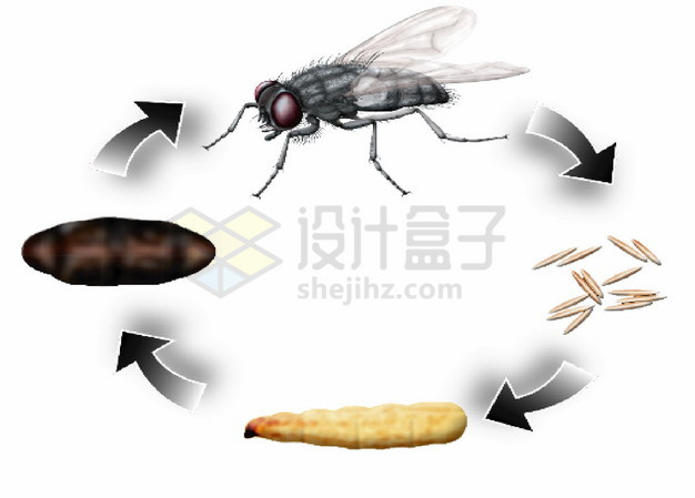 苍蝇卵孵化成苍蝇循环图png图片素材 生物自然-第1张