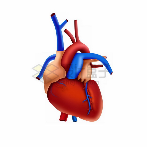 3D立体人体心脏大动脉静脉373291png免抠图片素材 健康医疗-第1张