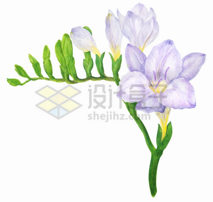淡紫色花朵小苍兰水彩插画png图片免抠矢量素材 生物自然-第1张