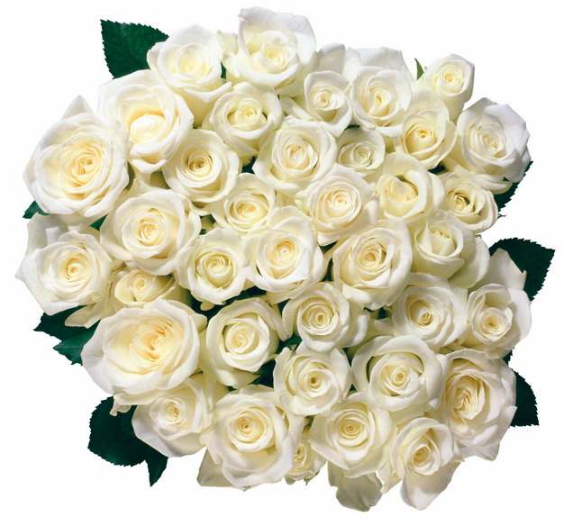 一大捧鲜花99朵白玫瑰767438png图片素材
