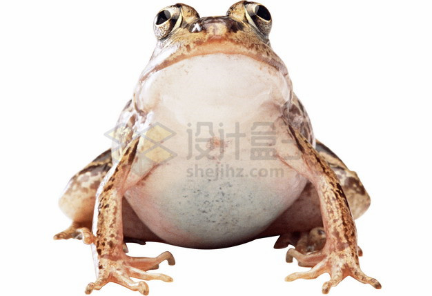 可爱的大肚子青蛙牛蛙png图片素材 生物自然-第1张