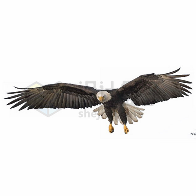 飞行中的白头海雕雄鹰展翅png图片素材 生物自然-第1张
