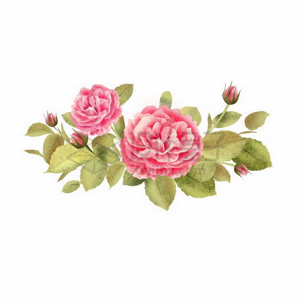 盛开的玫瑰花彩色插画8903232png免抠图片素材 生物自然-第1张