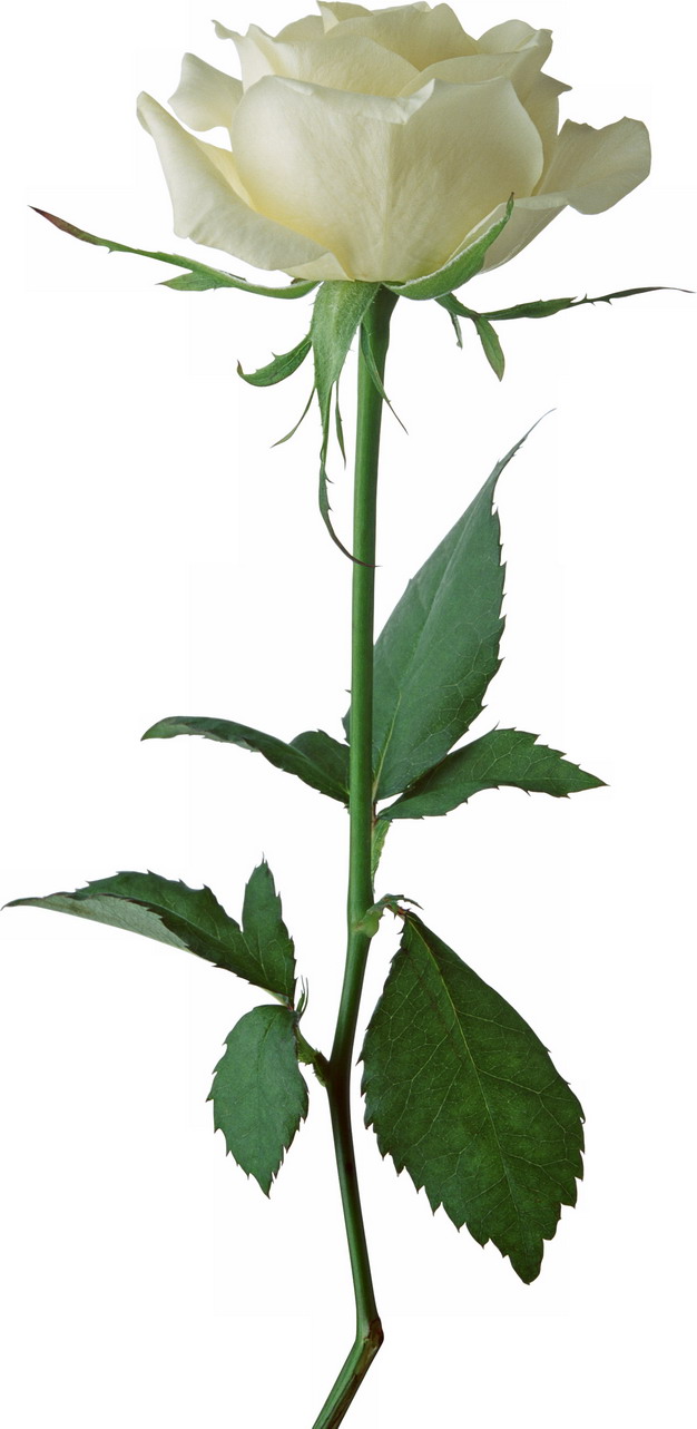 带叶子的白玫瑰花鲜花903213png图片素材 生物自然-第1张