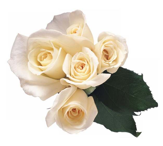 一束黄玫瑰花鲜花淡黄色花朵792754png图片素材