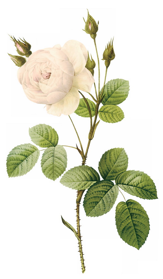 白玫瑰花鲜花带叶子和花苞7649041png图片素材 生物自然-第1张
