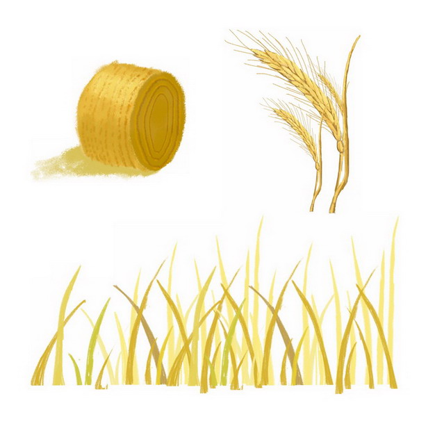 芒种麦子麦穗小麦稻草插画png免抠图片素材 工业农业-第1张