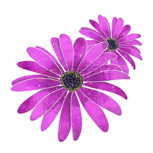 盛开的荷兰菊紫色鲜花png免抠图片素材