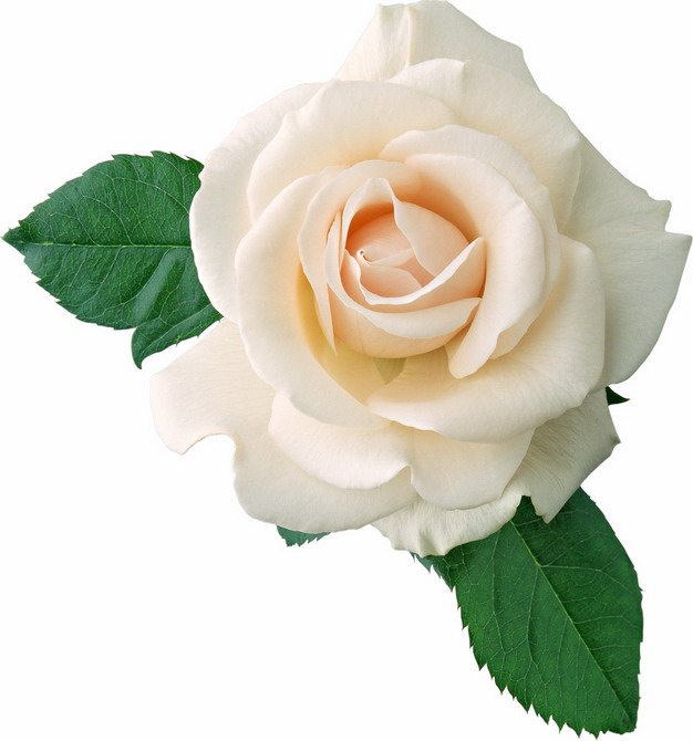 高清白玫瑰花鲜花764390png图片素材 生物自然-第1张
