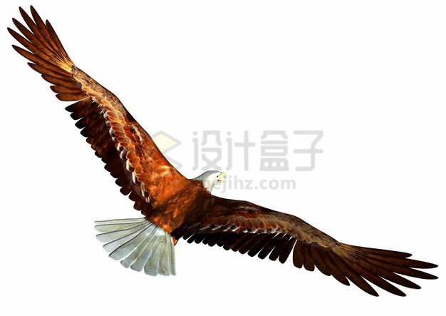 阳光下的白头海雕雄鹰展翅png图片素材 生物自然-第1张