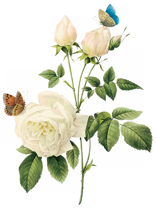 枝头上的白玫瑰花鲜花和蝴蝶432978png图片素材