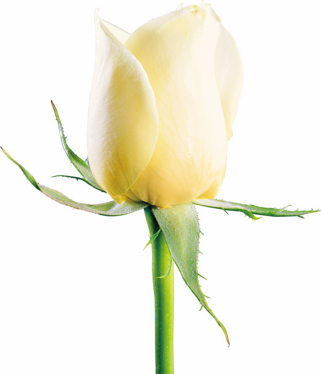一朵绽开的黄玫瑰花鲜花淡黄色花朵988012png图片素材