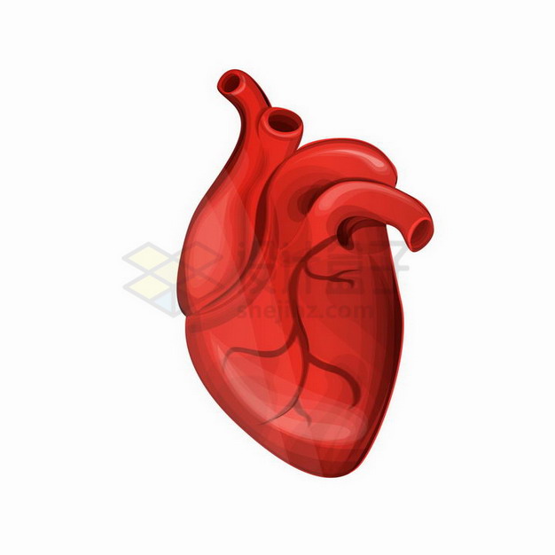 红色的人体器官组织心脏世界心脏日png图片免抠矢量素材 健康医疗-第1张
