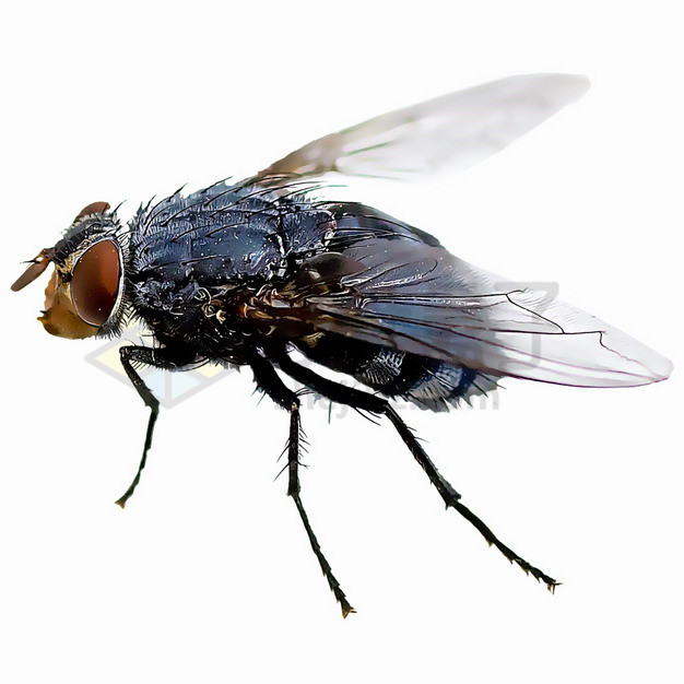 高清苍蝇png图片素材 生物自然-第1张