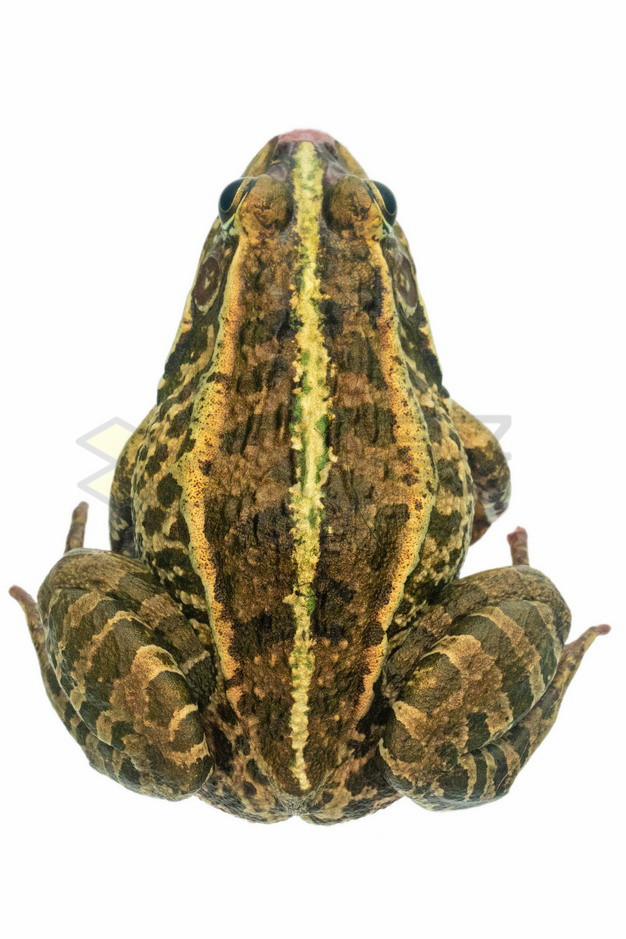 高清蟾蜍癞蛤蟆的背影png图片素材 生物自然-第1张
