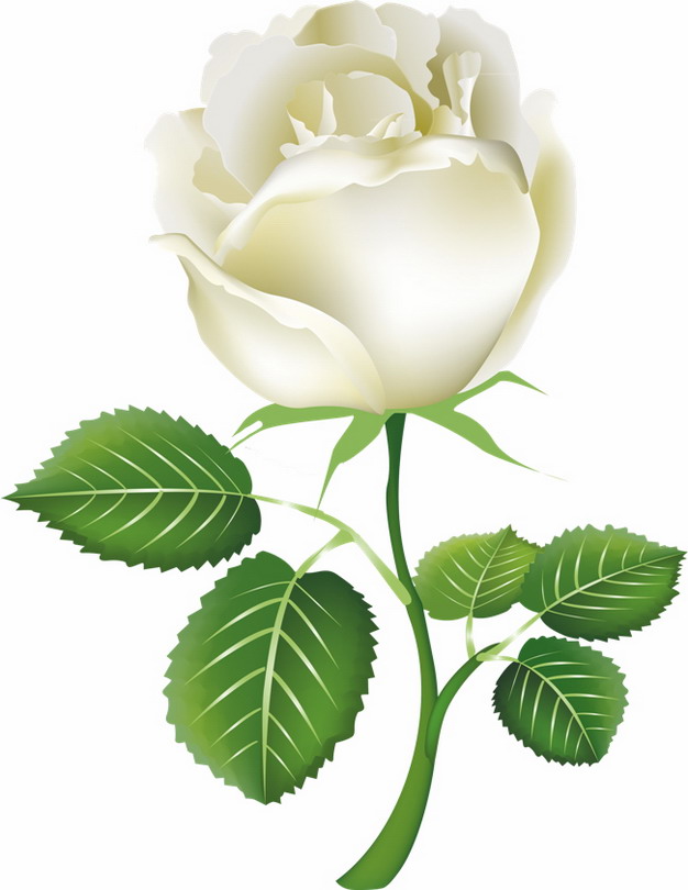 一朵盛开的白玫瑰花鲜花219880png图片素材 生物自然-第1张