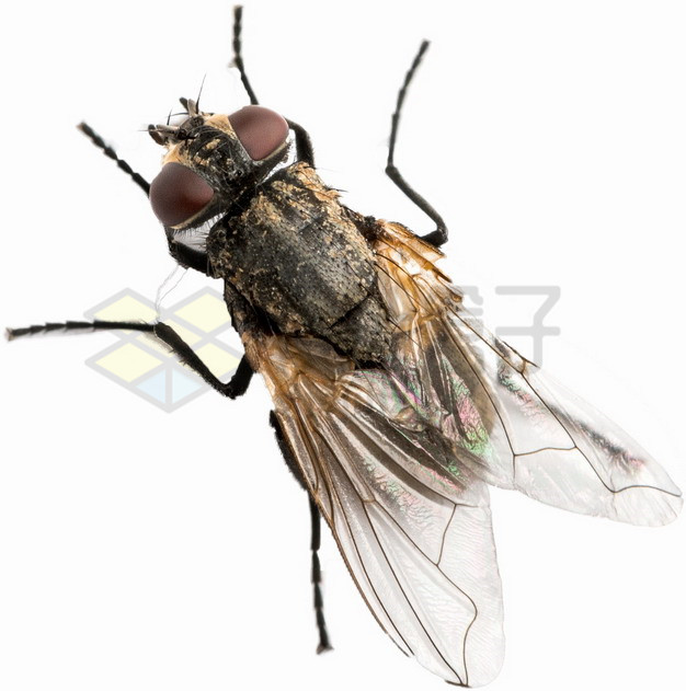 俯视视角的高清苍蝇png图片素材 生物自然-第1张